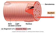 <p>tightly packed filament bundles found within skeletal muscle fibers</p>