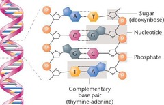 <p>A long ladder-like macromolecule that twists to form a double helix.</p>