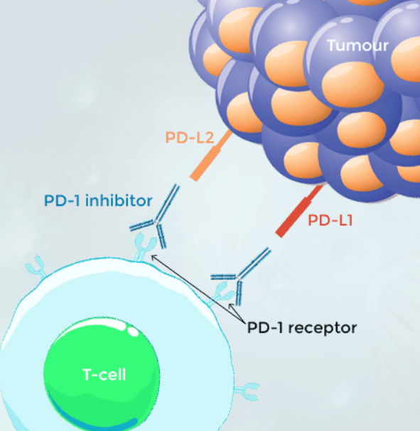 <p><span style="background-color: transparent;">These drugs bind to PD-1 receptors on T cells preventing tumour cells with PD-L1 ligand from binding with it to ‘off’ its response.</span></p>