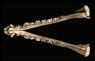 <p>Multiple pairs of incisors. (i.e., <em>Didelphis virginiana</em>)</p>