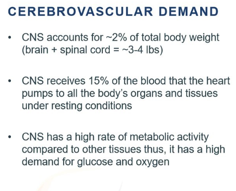 <p>this is because they have a high metabolic rate, leading to 15% of the blood being used for the CNS</p>