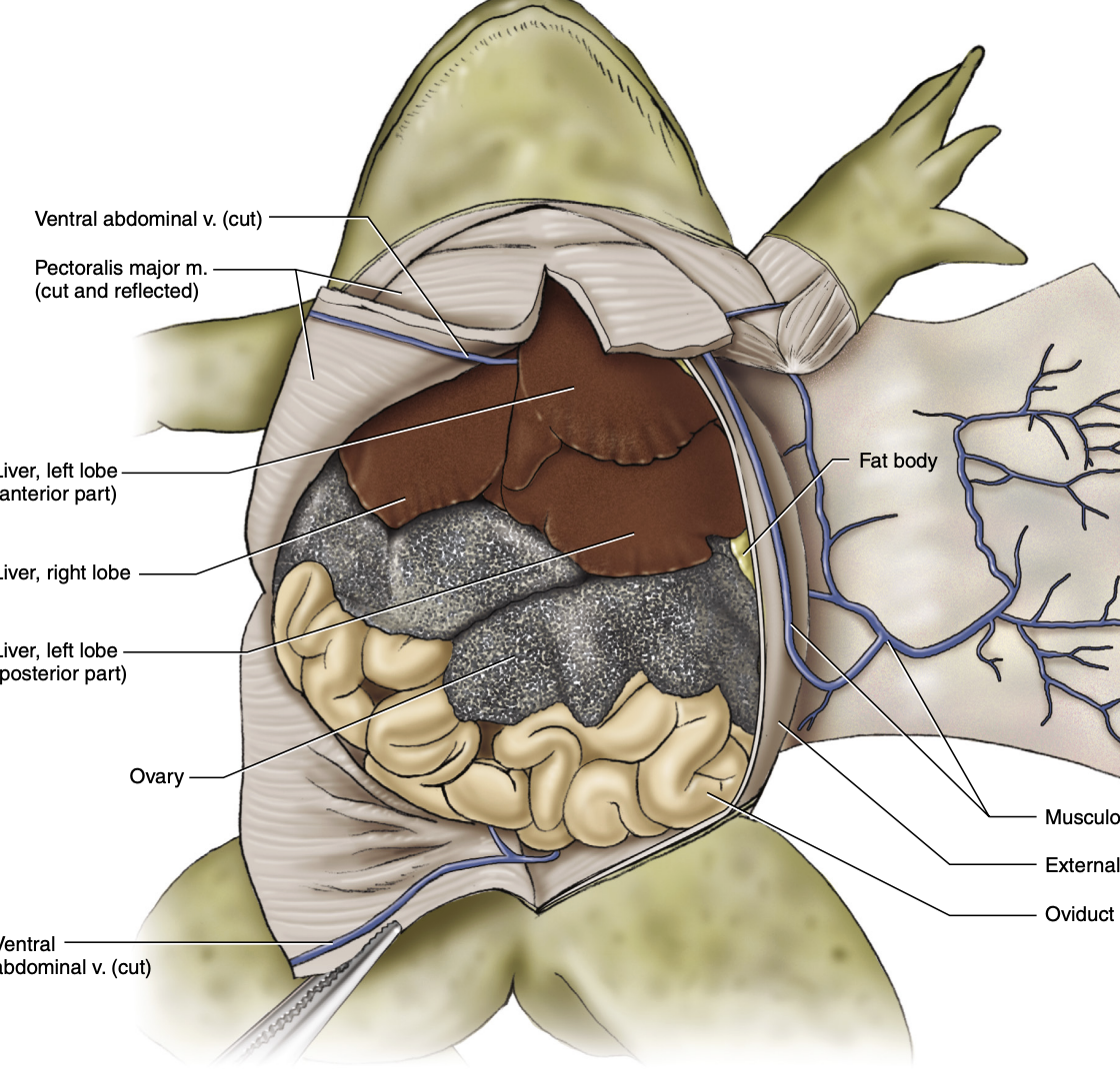 <p>male or female</p>
