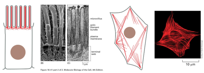 <p>In many cells actin meshwork is found in the cortex (the area just under the plasma membrane.</p><p>• This actin meshwork and filaments allows the cell to hold its shape or move specialized cell features (e.g., microvilli)</p>