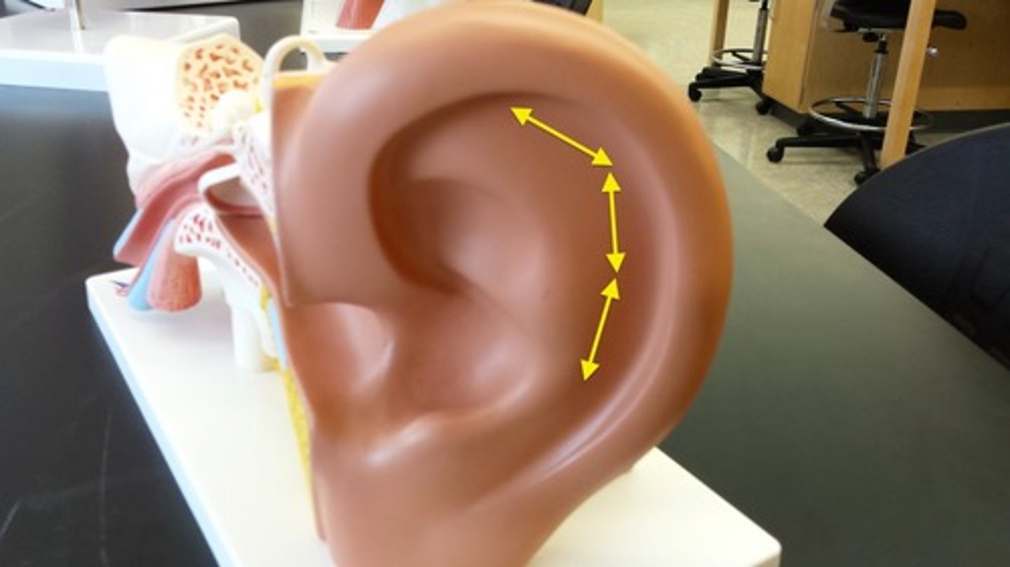 <p>What part of the ear is this?</p>