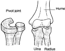 <p>pivot joint </p>