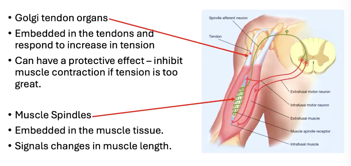 <p><span style="background-color: inherit; line-height: 19.55px; color: windowtext;"><strong>Golgi Tendon Organs</strong></span><span style="line-height: 19.55px; color: windowtext;"> </span></p><ul><li><p class="Paragraph SCXO143588124 BCX0" style="text-align: left;"><span style="background-color: inherit; line-height: 19.55px; color: windowtext;">Embedded in the tendons and respond to increase in tension</span><span style="line-height: 19.55px; color: windowtext;"> </span></p></li><li><p class="Paragraph SCXO143588124 BCX0" style="text-align: left;"><span style="background-color: inherit; line-height: 19.55px; color: windowtext;">Can inhibit contraction if tension too high</span><span style="line-height: 19.55px; color: windowtext;"> </span></p></li></ul><p class="Paragraph SCXO143588124 BCX0" style="text-align: left;"><span style="background-color: inherit; line-height: 19.55px; color: windowtext;"><strong>Muscle spindles</strong></span><span style="line-height: 19.55px; color: windowtext;"> </span></p><ul><li><p class="Paragraph SCXO143588124 BCX0" style="text-align: left;"><span style="background-color: inherit; line-height: 19.55px; color: windowtext;">Embedded in muscle tissue</span><span style="line-height: 19.55px; color: windowtext;"> </span></p></li><li><p class="Paragraph SCXO143588124 BCX0" style="text-align: left;"><span style="background-color: inherit; line-height: 19.55px; color: windowtext;">Signals change in muscle length</span><span style="line-height: 19.55px; color: windowtext;"> </span></p></li></ul><p></p>