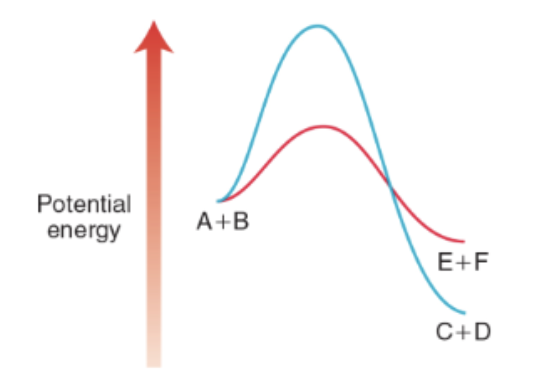 <p>Thermodynamics vs kinetics, describe this graph. What about reactions that are not favored?</p>