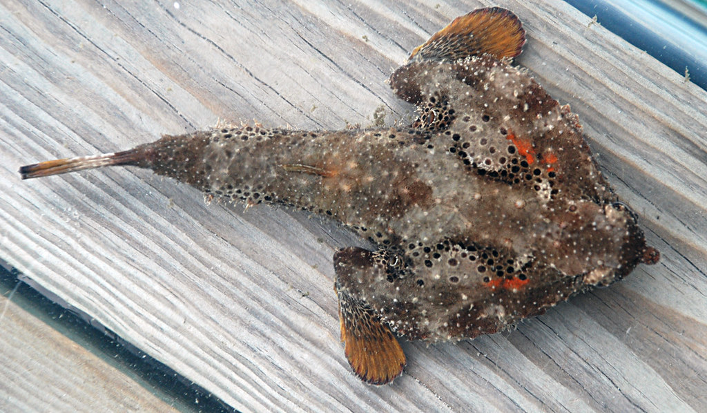 <p>triangular body, arm-like pectoral fins, brown with reddish orange dots</p>