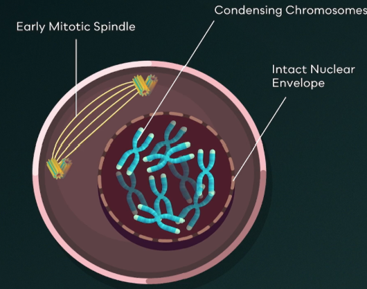 <ul><li><p><span style="background-color: transparent;">Chromatin condenses into chromosomes.</span></p></li><li><p><span style="background-color: transparent;">Nucleolus disappears.</span></p></li><li><p><span style="background-color: transparent;">Mitotic spindle begins to form.</span></p></li><li><p><span style="background-color: transparent;">Centrosomes begin to move upwards towards opposite ends of the cell.</span></p></li></ul><p></p>