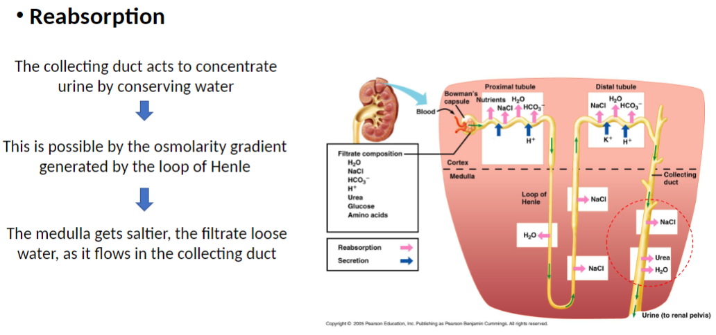 <p><strong>Function</strong><br> <strong>Collecting duct</strong> acts to <strong>concentrate urine</strong> by <strong>conserving water</strong></p><p><strong>Mechanism</strong><br> Possible because of <strong>osmolarity gradient</strong> generated by <strong>Loop of Henle</strong></p><p><strong>Process</strong><br> <strong>Renal medulla</strong> becomes <strong>increasingly salty</strong> (higher solute concentration)<br> As <strong>filtrate flows through collecting duct</strong>, <strong>water leaves filtrate</strong></p><p><strong>Key Concept</strong><br> <strong>Medullary osmotic gradient</strong> allows <strong>water reabsorption</strong>, producing <strong>more concentrated urine</strong></p>