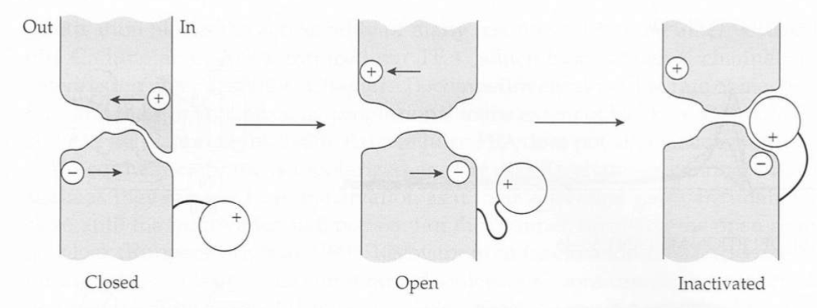 <p>Inactivation gate of Na+ hangs out(ball) of the cytoplasm. Activation creates a receptor for the inactivation gate. The inactivation gate can then bind to the receptor</p>