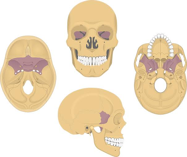 <p>name the bone</p>