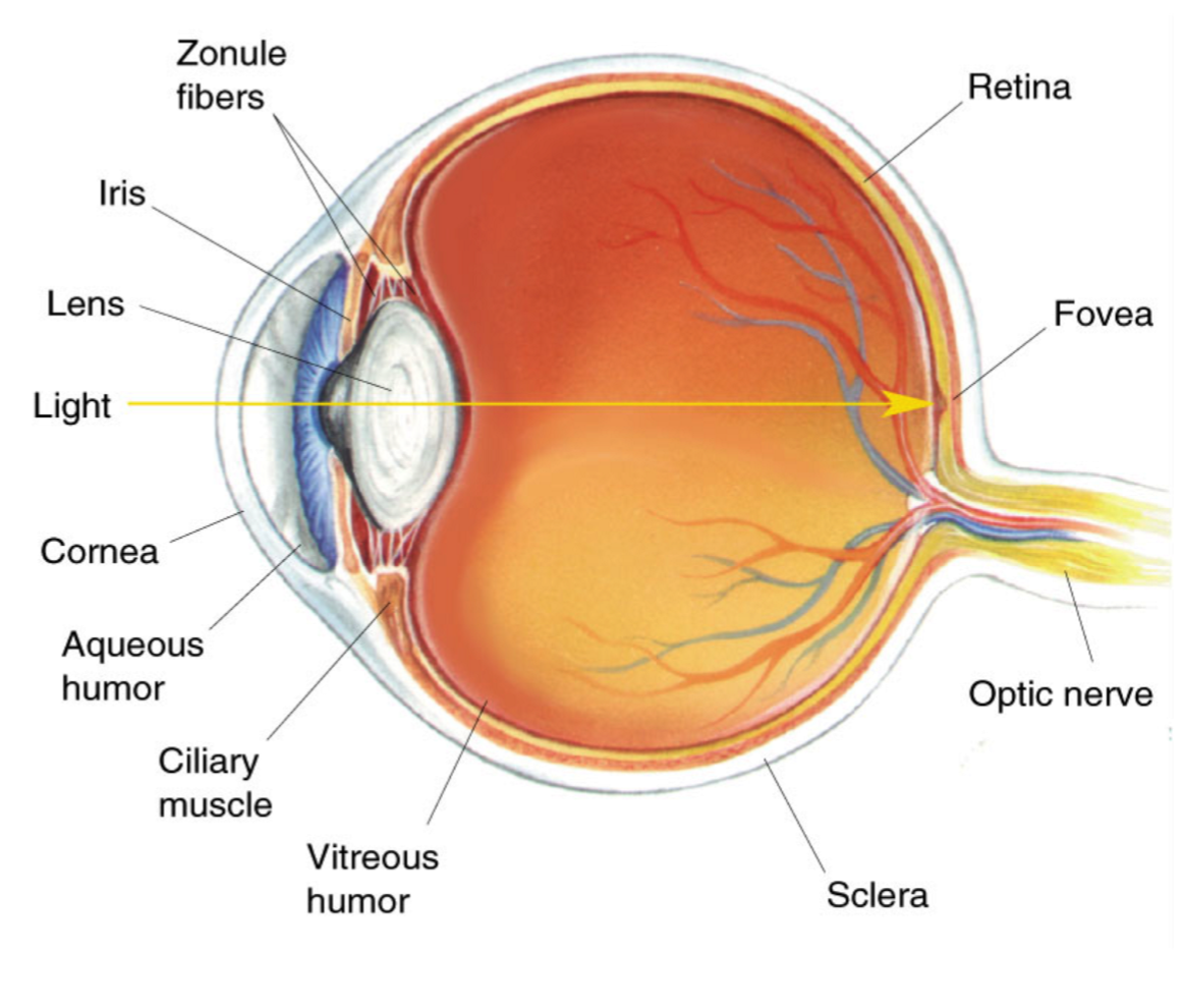 <p>Anatomy of the Human Eye: </p>