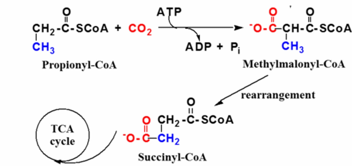 <p>🔹 Initially, β-oxidation proceeds normally.</p><p>🔹 When it gets down to the last three carbons, it leaves propionyl-CoA (3C) instead of acetyl-CoA (2C).</p><p>🔹 Acyl-CoA dehydrogenase cannot oxidize propionyl-CoA --> instead, there is a separate 3 enzyme pathway that carboxylates propionyl CoA (3C) to succinyl CoA (4C)</p><p>🔹 Succinyl CoA is a TCA cycle intermediate ∴ gets oxidized that way</p>