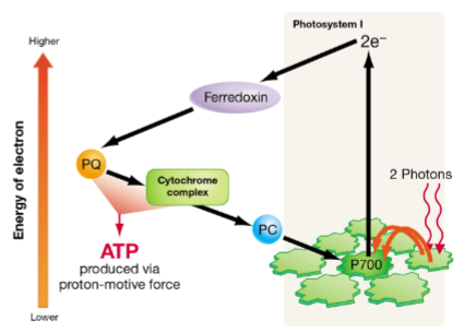 <ol><li><p class="Paragraph SCXW99911568 BCX8" style="text-align: left;"><span style="line-height: 20.925px;"><span>Cyclic photophosphorylation </span></span></p></li></ol><ul><li><p><span style="line-height: 20.925px;"><span>The re-energized electrons are recycled by ferredoxin back into the photosynthetic ETC </span></span></p></li><li><p><span style="line-height: 20.925px;"><span>This pumps more hydrogen ions which are then used by ATP synthases to make new ATP </span></span></p></li><li><p><span style="line-height: 20.925px;"><span>So if the need for ATP is particularly high at that time, the organism can bypass making glucose in favor of making more ATP for its short-term needs </span></span></p></li></ul><p></p>