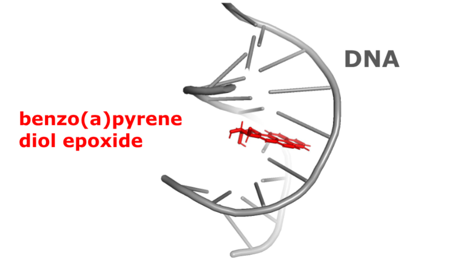 <p>It inserts itself between bases in the DNA double helix and causes additions and deletions.</p>