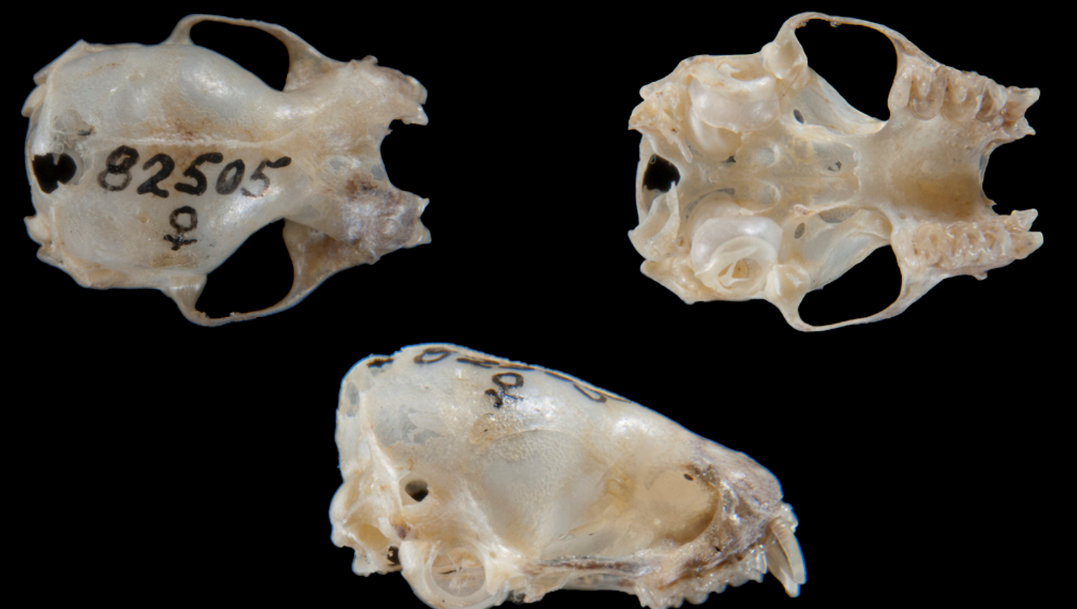 <p>What is the scientific name, common name, and the taxonomy of the species?</p>