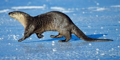 <p>Northern river otter </p>