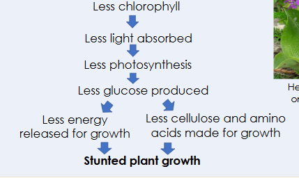 <p><span style="background-color: transparent; font-family: "Century Gothic", sans-serif;">a viral disease of plants that causes a distinct ‘mosaic’ pattern of discolouration on leaves.</span></p><p></p><p></p><p><br></p>