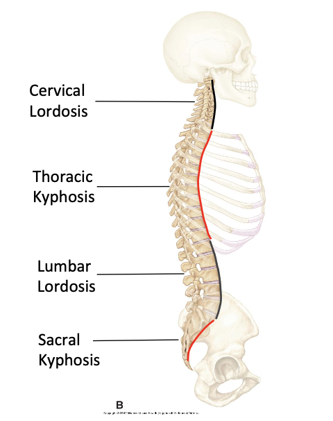 <p>Concave anteriorly </p><ul><li><p>Thoracic region</p></li><li><p>Sacral region</p></li></ul><p></p>