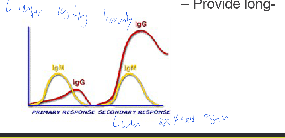 <ul><li><p>1º response: IgM is produced first</p></li><li><p>2º response: IgG at an increased level due to memory response </p><ul><li><p>– Provide long- lasting immunity</p></li></ul></li></ul><p></p>