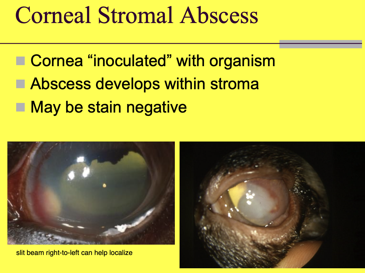 <p>Cornea inoculated w/ organism. Abscess develops within the stromal sealed under an intact layer of epithelium.</p>
