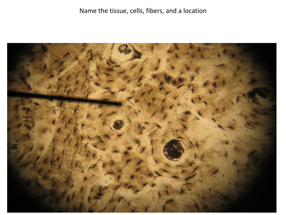 <p>Name of tissue?</p>
