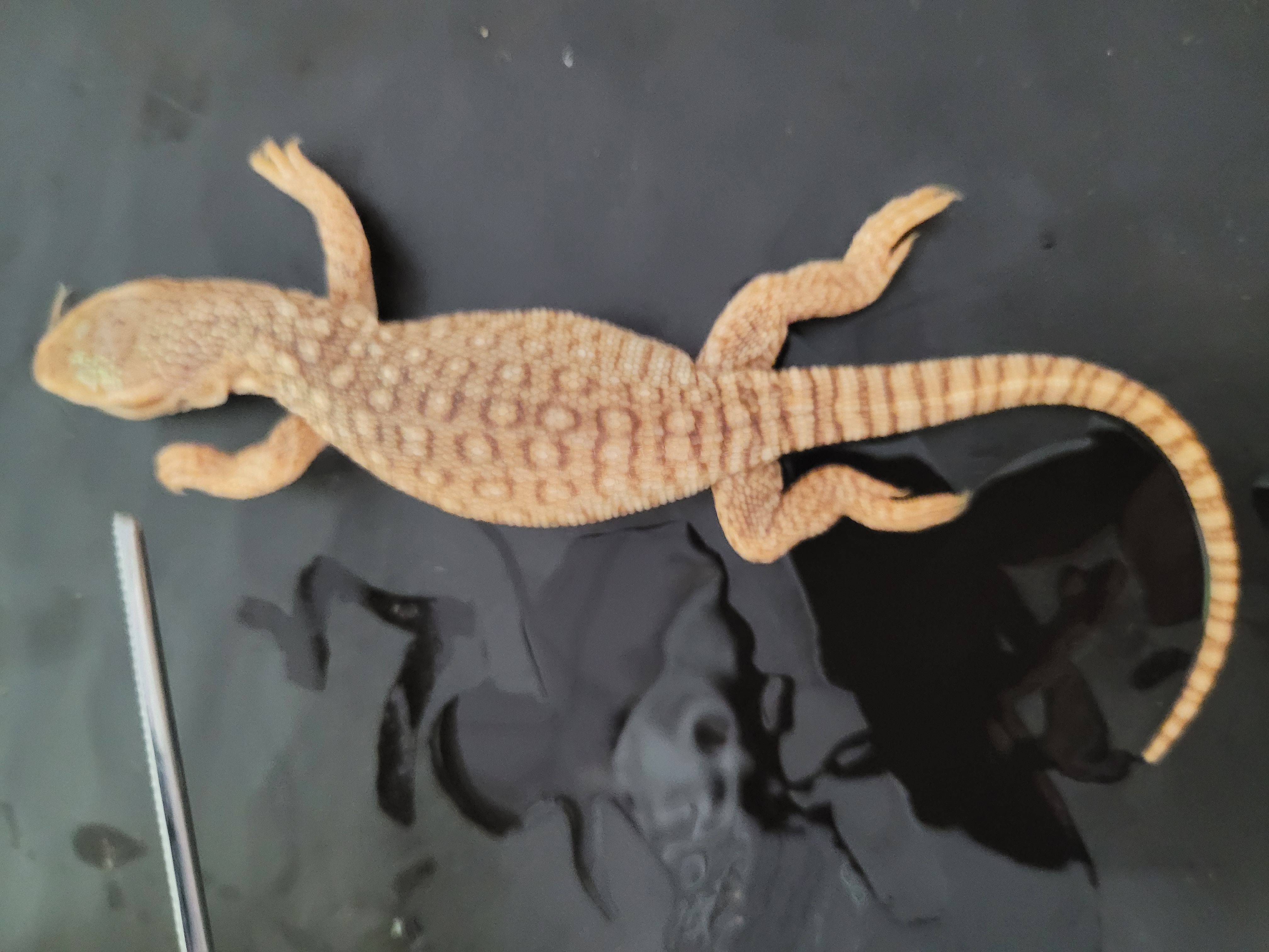 <p>What species is this</p>
