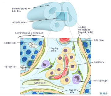 <p>Leydig cells - produce testosterone</p><p>Capillaries - carry released testosterone to circulation</p><p>Fibroblasts: produce ECM of interstitium and testis</p><p>Macrophages: activated in inflammation </p><p>Lymphatics: lymph drainage</p><p>Peritubular myoid cells: surround seminiferous tubules and are contractile </p>