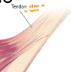 <p>tendon</p>