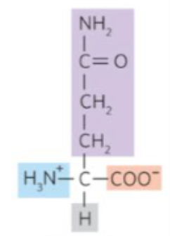 <p>what amino acid is this?</p>