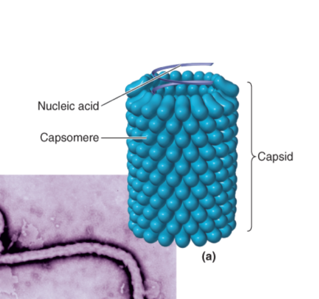 <p>Name the shape of this virus</p>