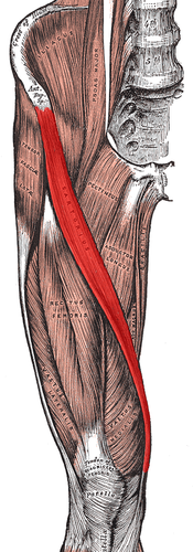 <p>hip and thigh</p>