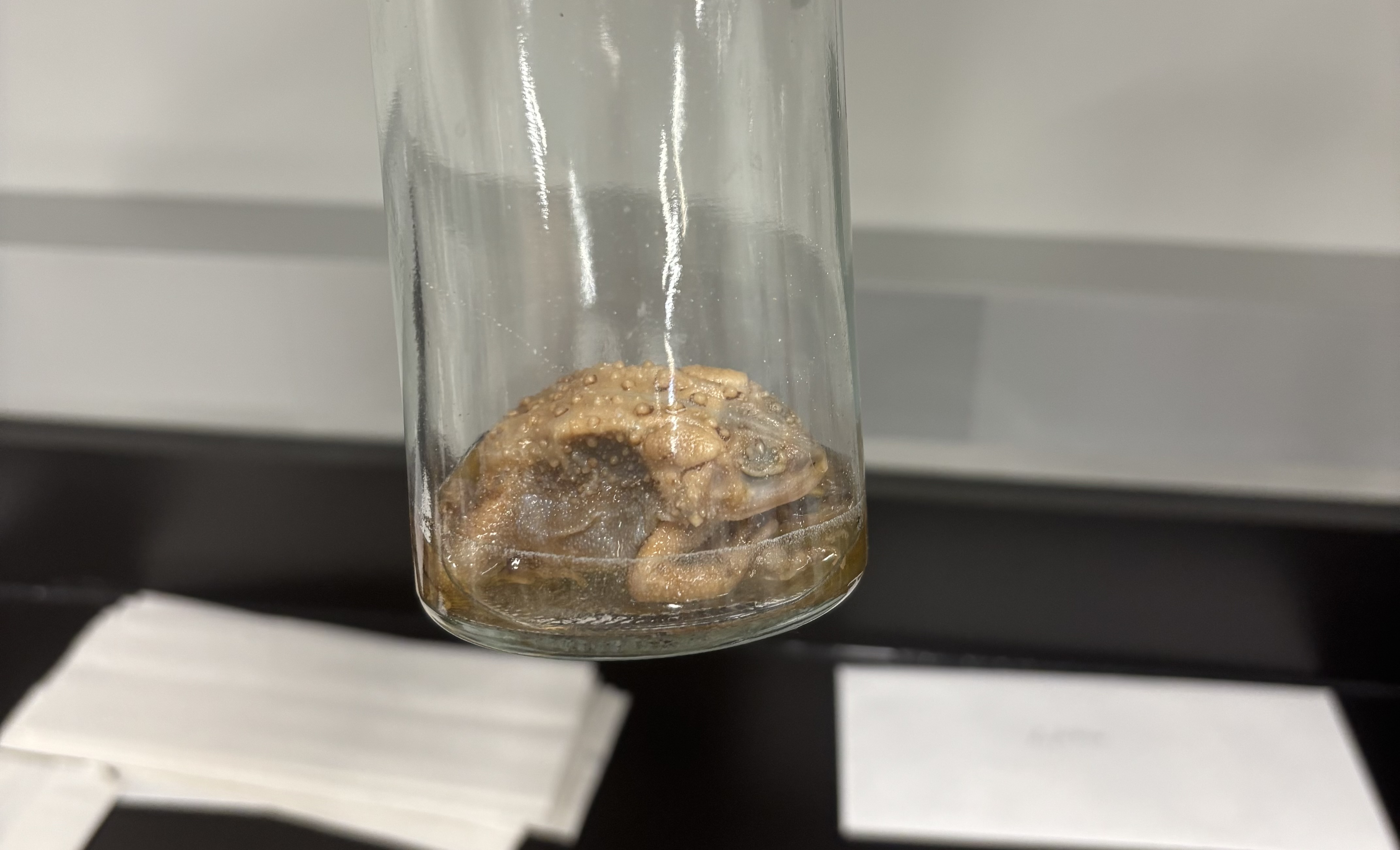 <p>What is this (phylum, subphylum, superclass, class, order, common name)?</p>