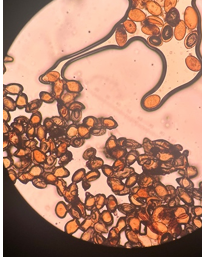 <p>přežvýkavci</p>