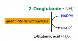 <ul><li><p><span style="background-color: transparent;">Measures decrease in absorbance of NADPH or NADH at 340 nm as it is oxidized during the conversion of 2-oxoglutarate and ammonia into glutamic acid.</span></p></li><li><p><span style="background-color: transparent;">Used for diagnosing conditions like (Reye's syndrome or hepatic encephalopathy).&nbsp;</span></p></li></ul><p></p>