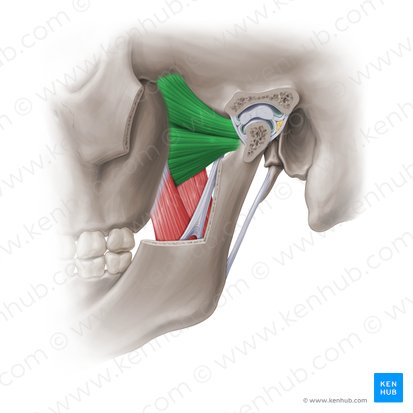 <p><strong>action </strong>of <strong>lateral pterygoid: unilaterally</strong></p>