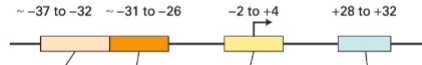 <p>What is the peach box (-37 to -32)?</p>