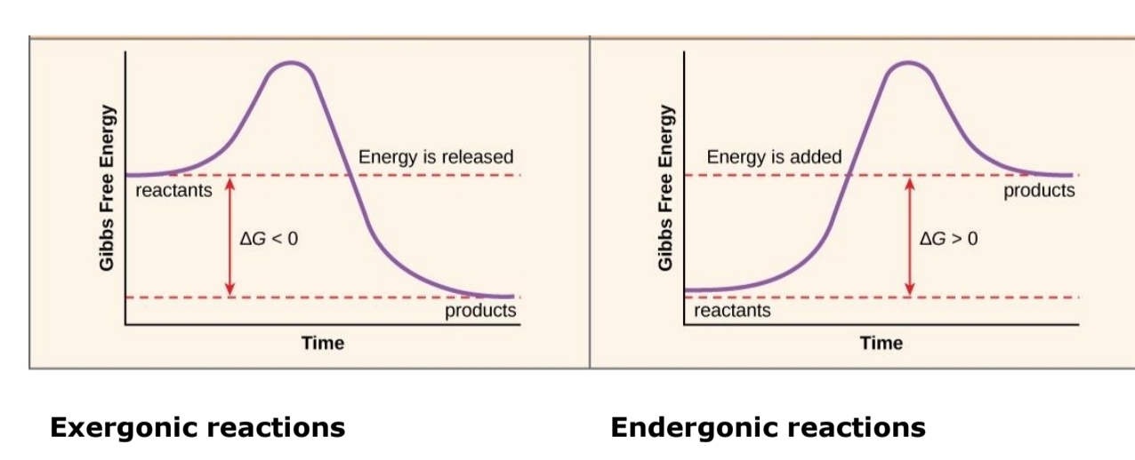 <p>Exergonic:</p><ul><li><p class="has-focus">Energy is released to surrounding environment</p></li><li><p class="has-focus">Exothermic (Heat released, increases temp)</p></li><li><p class="has-focus">Entropy is increased</p></li></ul><p>Endergonic:</p><ul><li><p class="has-focus">Requires input of energy</p></li><li><p class="has-focus">Endothermic (Heat absorbed, decreases temp)</p></li><li><p class="has-focus">Entropy is decreased</p></li></ul><p></p>