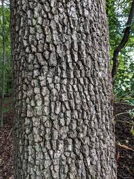 <p>alternate-arrangement; horizontal branches; blockly, alligator hide bark</p>