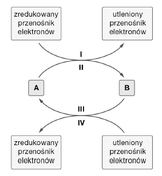 <p>GRUPA A</p><p>7. W przebiegu wielu reakcji metabolicznych następuje przekazywanie elektronów z jednego związku na drugi. Reakcje te nazywamy reakcjami utleniania i redukcji. Schematy przedstawiają różne przemiany przebiegające z wymianą elektronów.</p><p>a) Określ, którymi cyframi oznaczono procesy utleniania.</p><p>b) Podaj nazwę procesu, podczas którego dołączane są elektrony.</p>