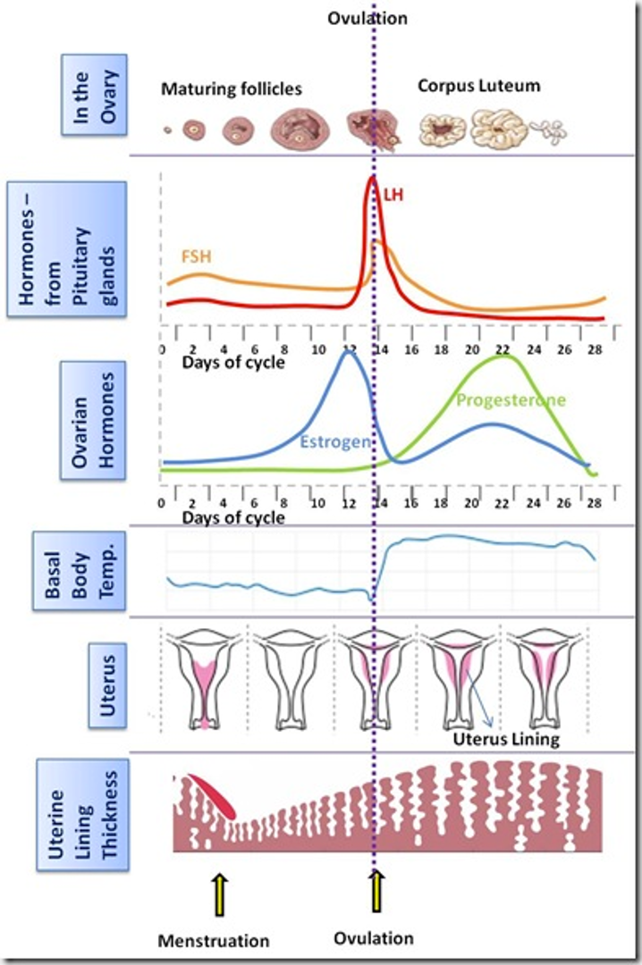 <ul><li><p>Like to wait for patients to come in at the end of their cycle if they have heavy bleeding → should have a thin lining </p><ul><li><p>A thick lining would mean something abnormal </p></li></ul></li></ul><p></p>