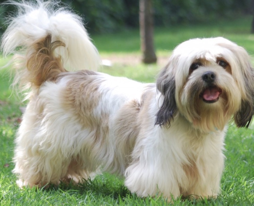 <p>Lhaso apso</p>