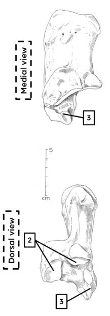 <p>identify with features </p>