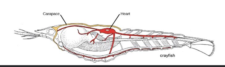 <p><strong><u>HEMOLYMPH:</u></strong></p><p>Hemocyanin and Hemoglobin</p><p></p><p><strong><u>DORSAL HEART</u></strong></p>