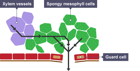 <p>Evaporation of water from the spongy mesophyll, followed by diffusion through air spaces and out of the stomata</p>