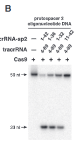 <p>explain fig 2B jinik</p>