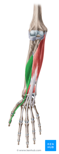 <p>Flexor pollicis longus Insertion</p>