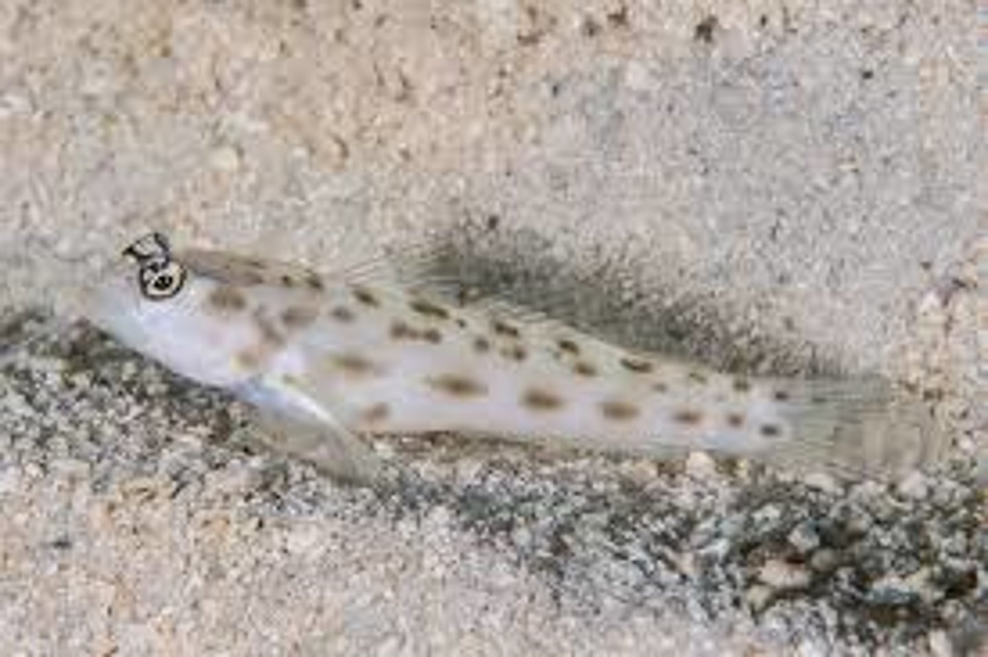 <p>Ctenogobiops feroculus</p>