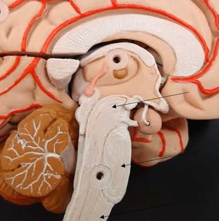 <p>What is the bottom portion of the brainstem?</p>